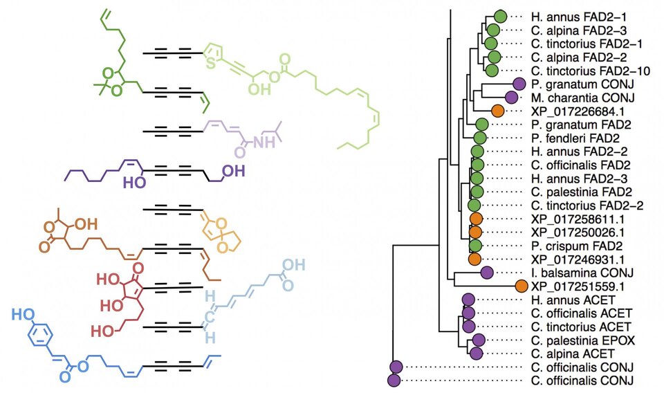 Lipid diversity diagram