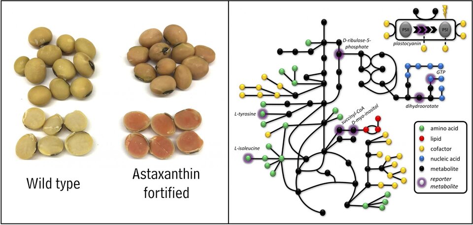 synthetic biology diagram